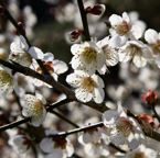 edo_005_MG_4138