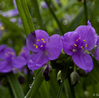 edo_008_MG_0299