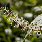 edo_014_DSC8728