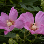 edo_016_MG_6738