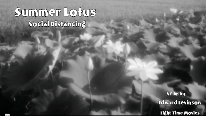 Lotus pond movie poster samll