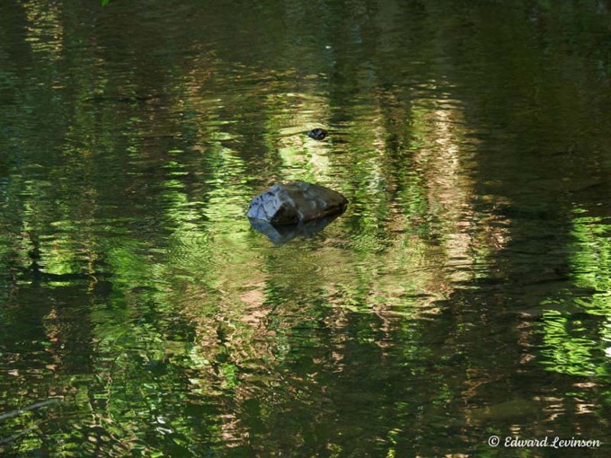 Edward_Levinson water abstract-281280