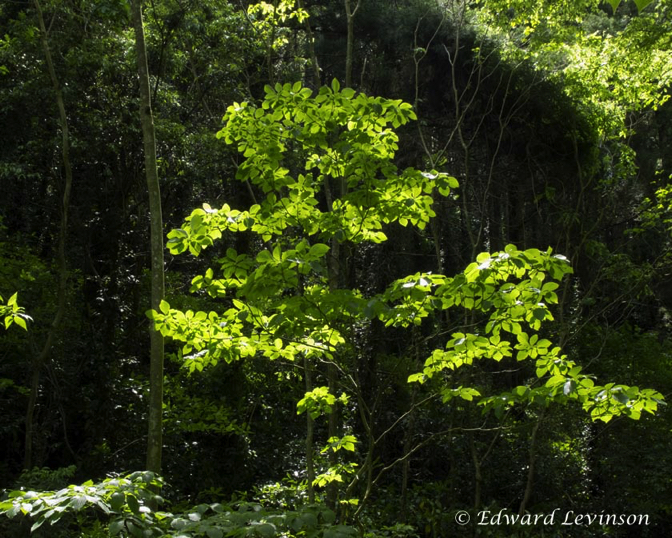 008_Edo_haiku_Mountain_Laughing_web